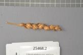 Click for 1 image(s) for this accession. Spike